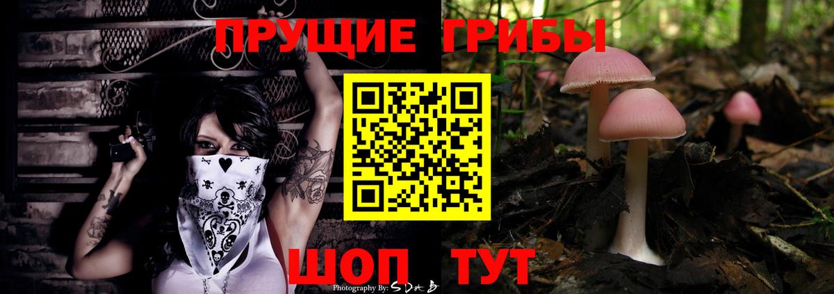 Галлюциногенные грибы Psilocybe Великие Луки